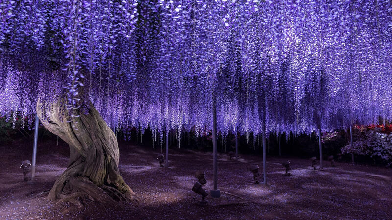 willows