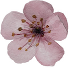 cherryblossoms